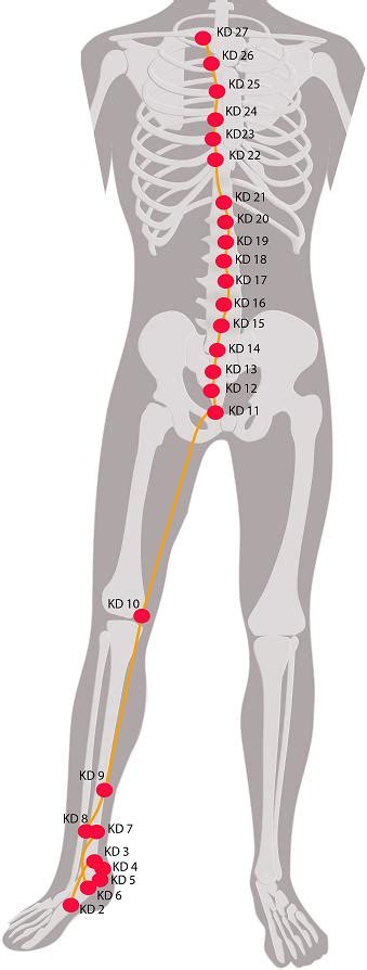 kidney acupuncture points diagram.